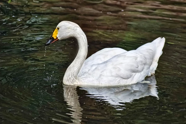 Witte Zwaan in lake — Stockfoto