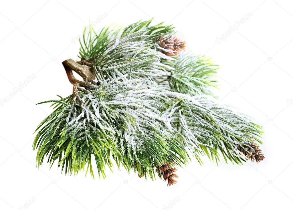Evergreen spruce tree with fresh snow isolated
