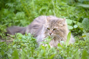 kedi bir çim üzerinde bırakır.