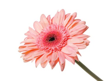 izole gerbera