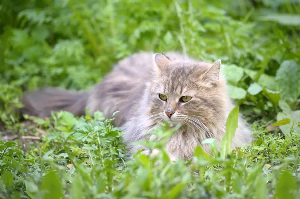 Il gatto posa su un'erba — Foto Stock