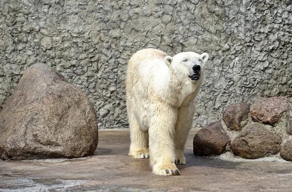 Bílý polární medvěd voní vzduch — Stock fotografie