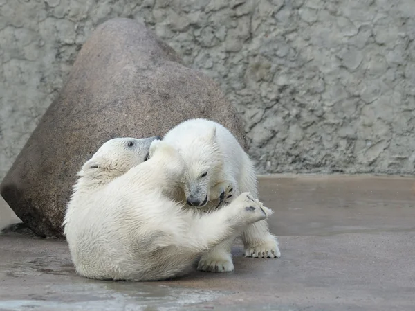 Dos pequeños osos polares peleando — Foto de Stock