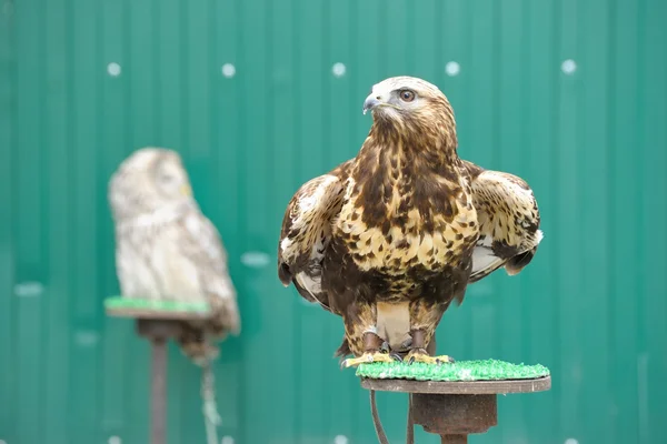 Águila real —  Fotos de Stock