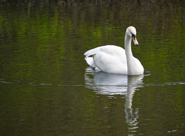 Белый одинокий лебедь в пруду — стоковое фото