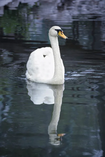 Witte zwaan in water — Stockfoto