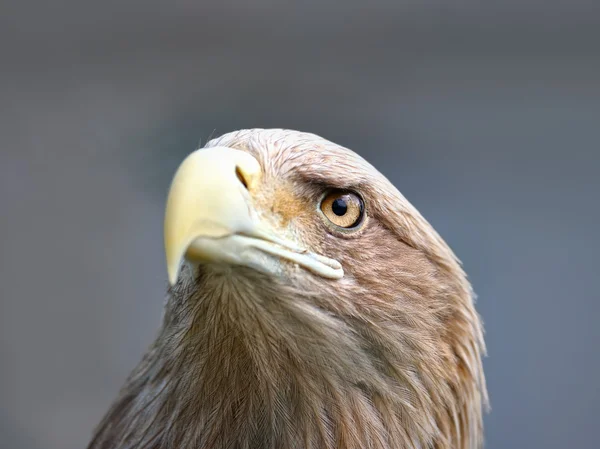 Обличчя орла — стокове фото