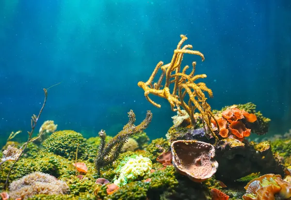Kolorowy podwodny świat — Zdjęcie stockowe