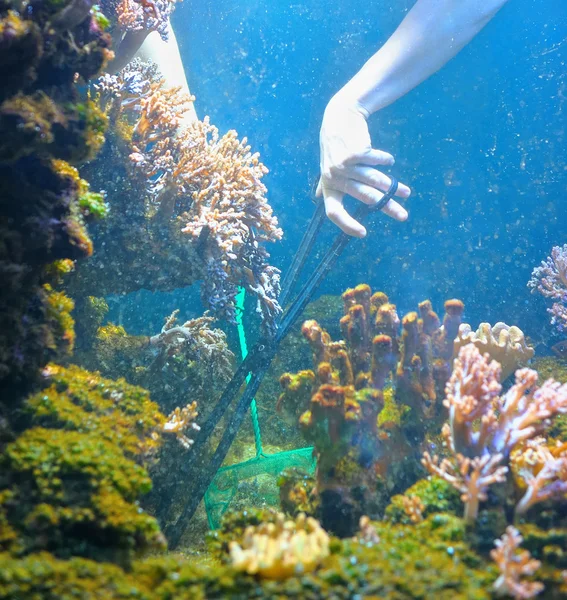 Reiniging van aquarium door handen — Stockfoto