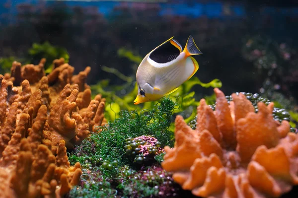 Färgglada undervattensvärlden — Stockfoto