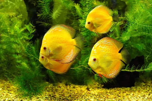 Gelbe Fische — Stockfoto