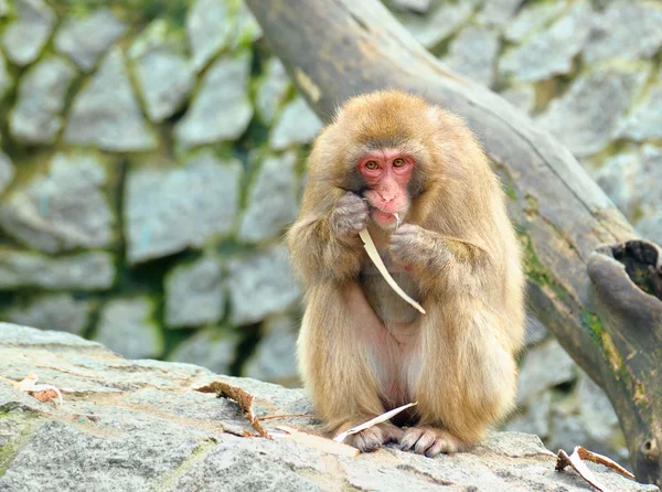 Macaco come alguma coisa — Fotografia de Stock