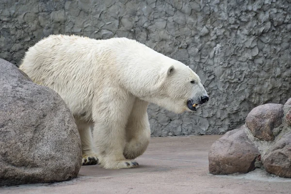 Vrouw van polar bear — Stockfoto