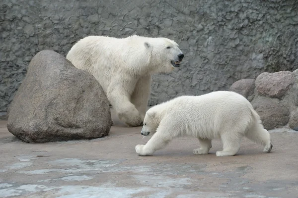 흰색 북극곰 가족 — 스톡 사진