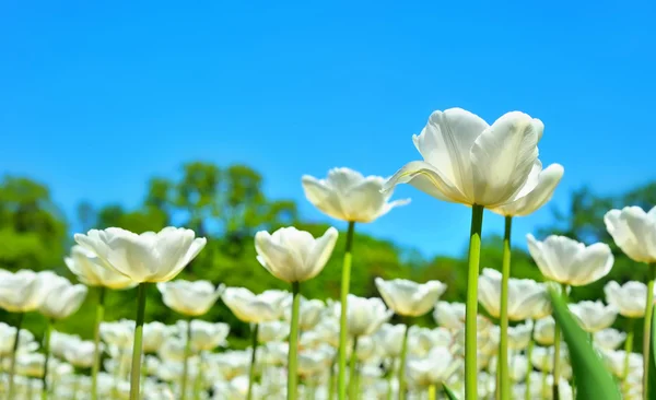 Många av vita tulpaner i trädgården — Stockfoto