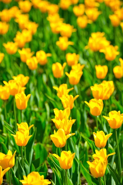 Många tulipány — Stockfoto