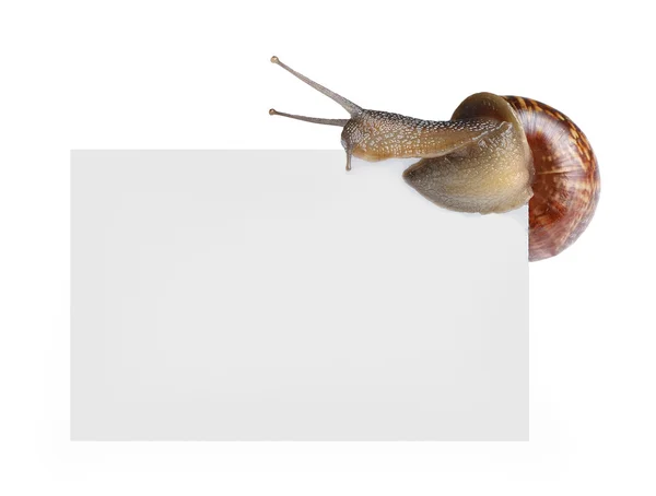 빈 포스터에 달팽이 — 스톡 사진