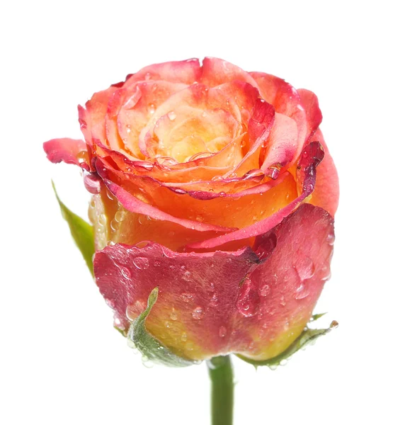 Mooie roos met dauw geïsoleerd op wit — Stockfoto