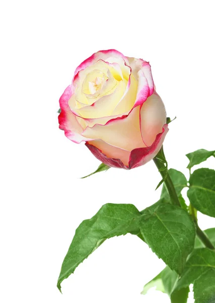 Een mooie roos — Stockfoto