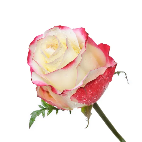 一个美丽的玫瑰露水沾 — 图库照片