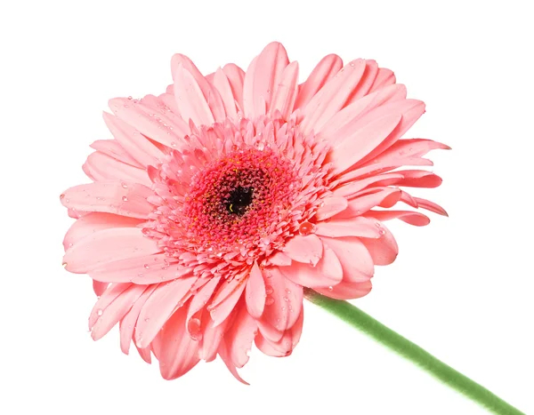 Gerbera flower with dew isolated on white — Stock Photo, Image