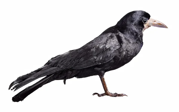 Corvo nero isolato su sfondo bianco — Foto Stock