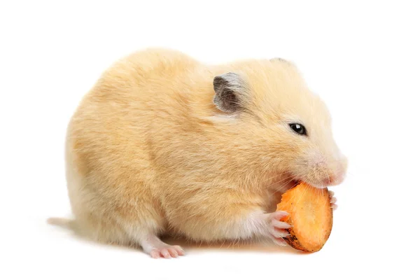 Funny hamster eats — Stock Photo, Image