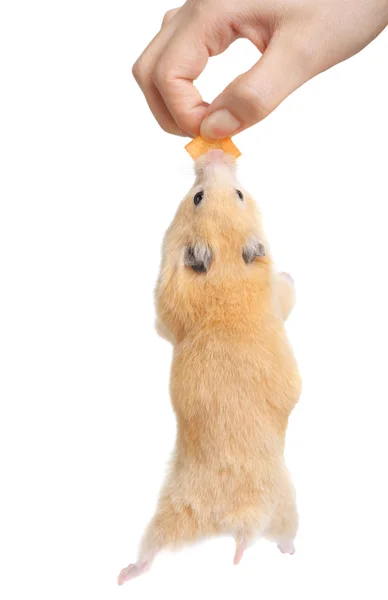 Hamster faminto — Fotografia de Stock