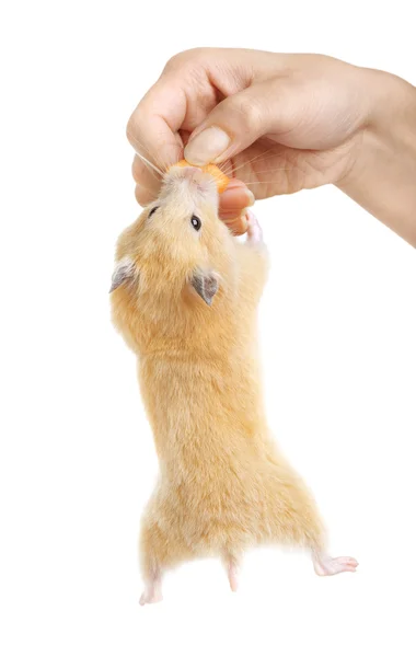 Hamster hambriento sostener la comida de la mano humana por los dientes —  Fotos de Stock