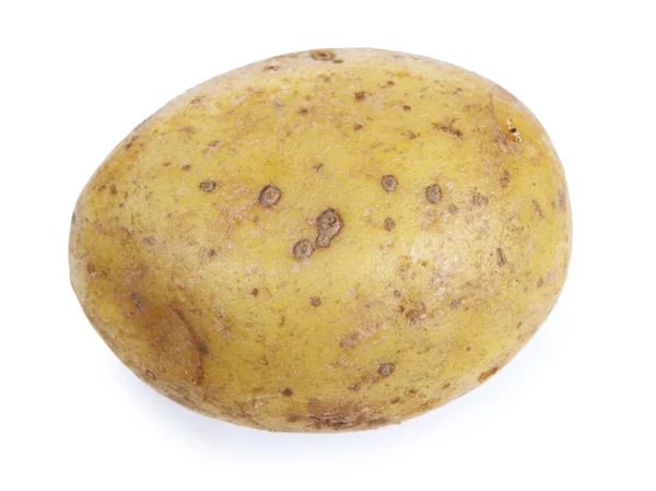 Единый картофель — стоковое фото