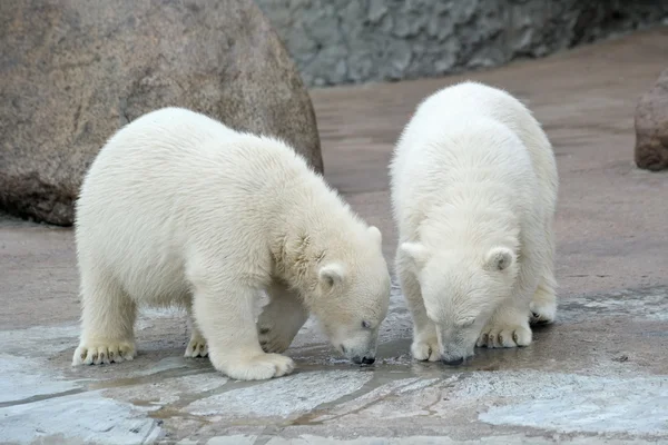 Two polar bears drink from a pool Stock Image