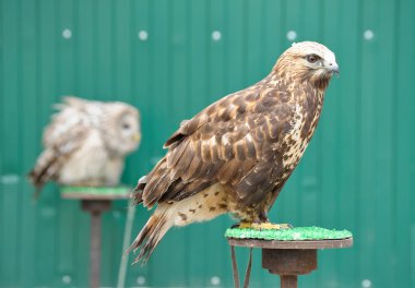 Altın kartal (Aquila chrysaetos)