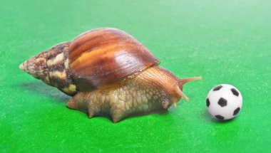 Huge snail play with soccer ball clipart