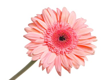 izole gerbera