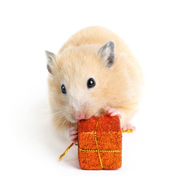 Little hamster with present isolated on white clipart