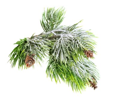 Christmas evergreen spruce tree with fresh snow isolated clipart