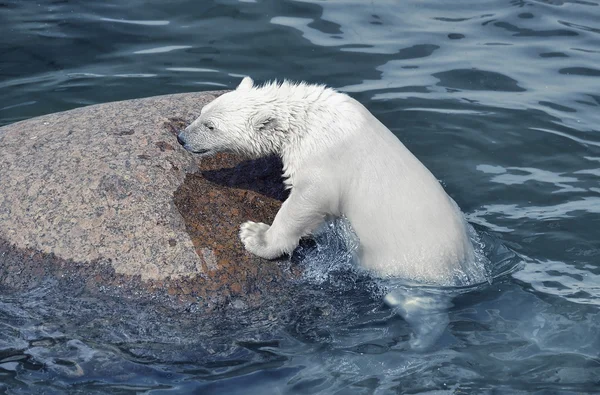 Pequeño oso polar blanco en el océano frío cerca de piedra —  Fotos de Stock