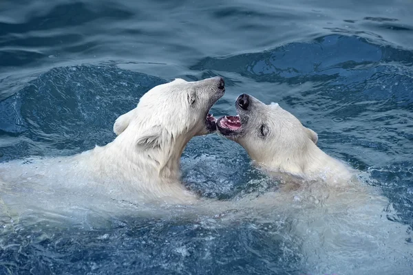 Dwa białe niedźwiedzie polarne grać w wodzie — Zdjęcie stockowe