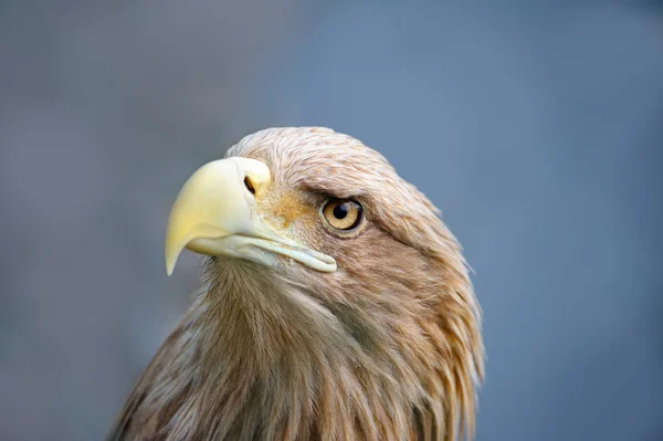 Eagle ansikte — Stockfoto