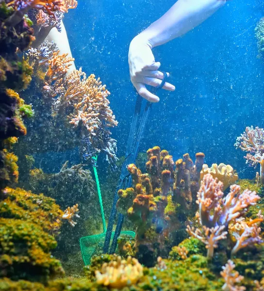 Handen aquarium schoonmaken — Stockfoto