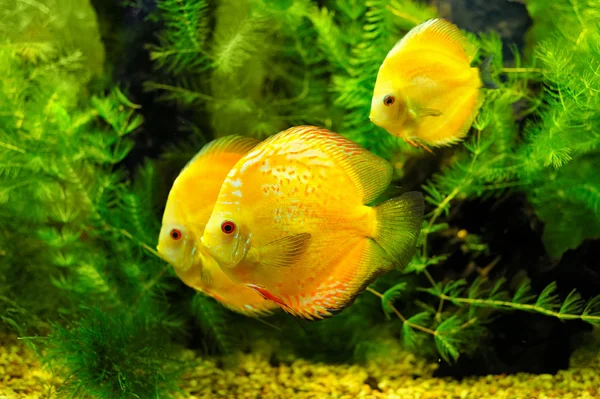 Gelbe Fische — Stockfoto