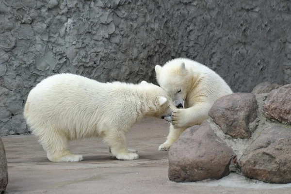Дві маленькі білі ведмеді грають — стокове фото