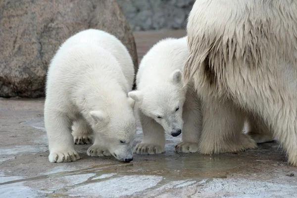 Dois pequenos ursos polares brancos — Fotografia de Stock
