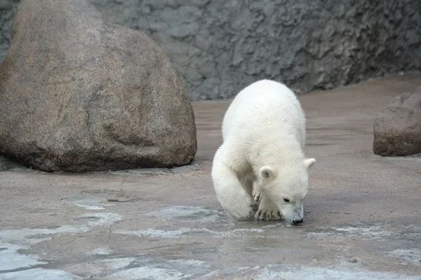 Mały miś polarny — Zdjęcie stockowe