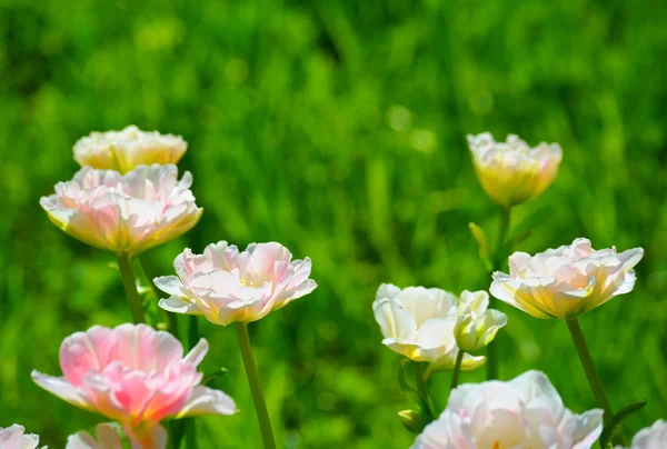 Vele roze tulpen — Stok fotoğraf