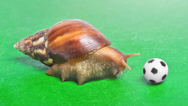 stock image Huge snail play with soccer ball