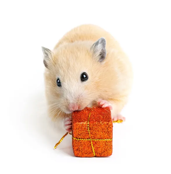 Pequeno hamster com presente isolado em branco — Fotografia de Stock