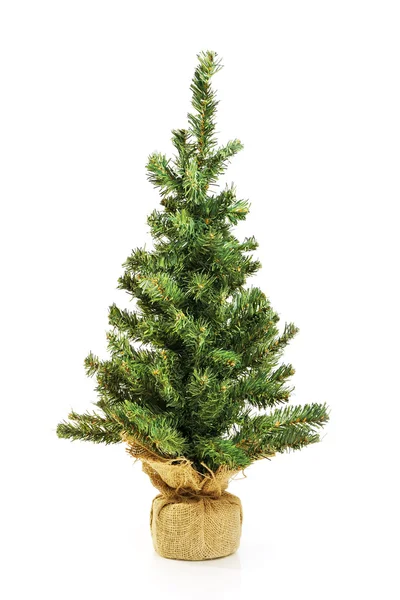Kale kerstboom zonder decoratie — Stockfoto