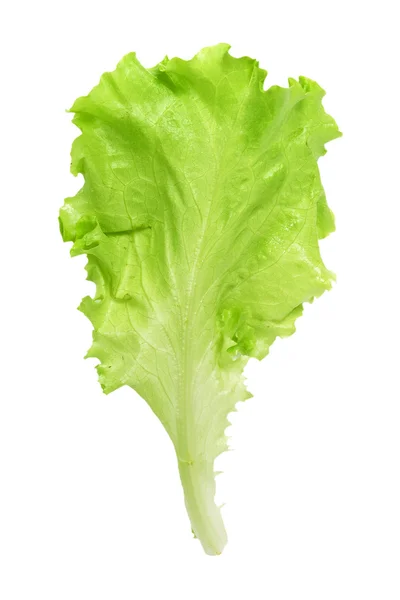 Lattuga fresca da insalata — Foto Stock