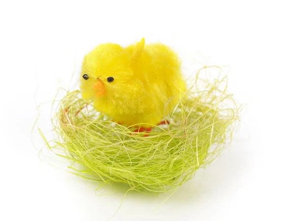 Malý dekorativní kuře — Stock fotografie